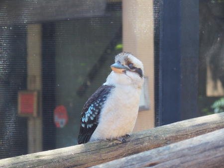 Laughing kookaburra #2