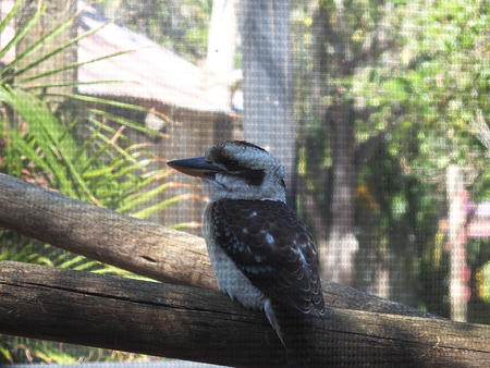 Laughing kookaburra #3