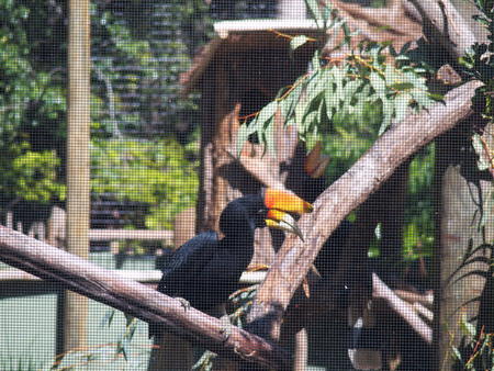 Rhinoceros hornbill #2