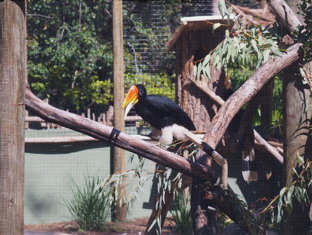 Rhinoceros hornbill #3