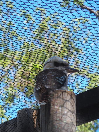 Laughing kookaburra #4