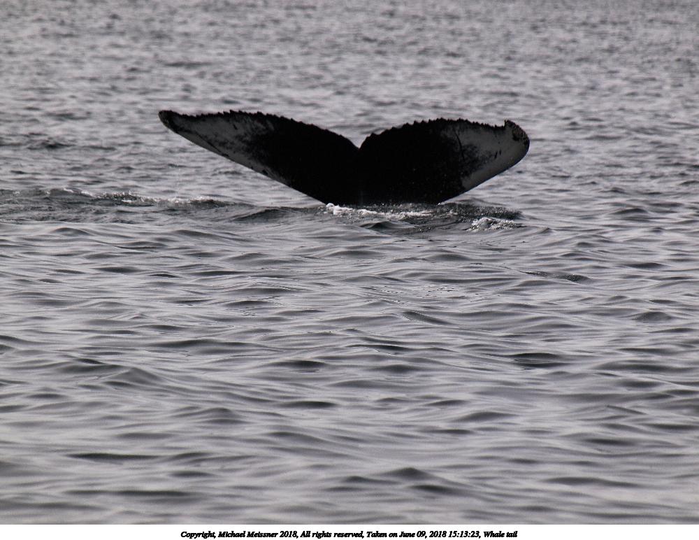Whale tail #9