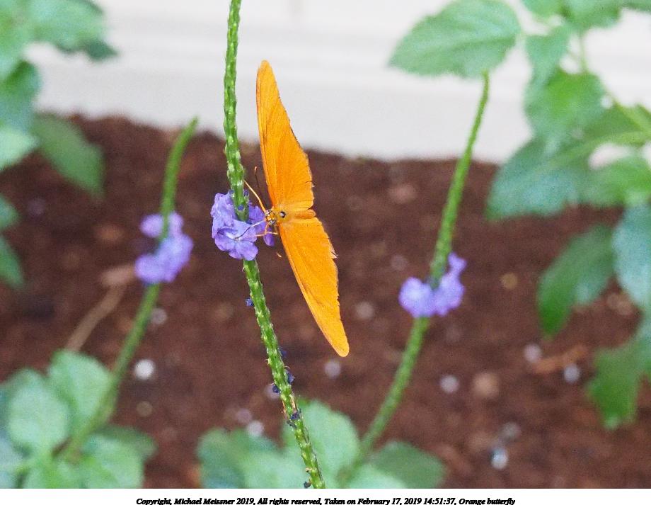Orange butterfly #2