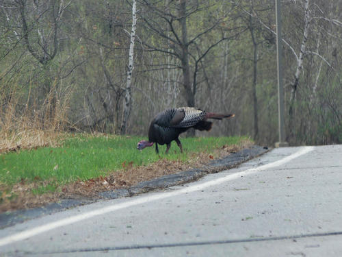 Why did the turkey cross the road? #3