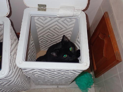 Diana in the laundry basket