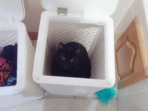 Diana in the laundry basket #2