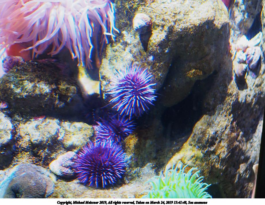 Sea anemone #3