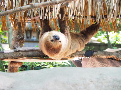 Two-Toed Sloth #4