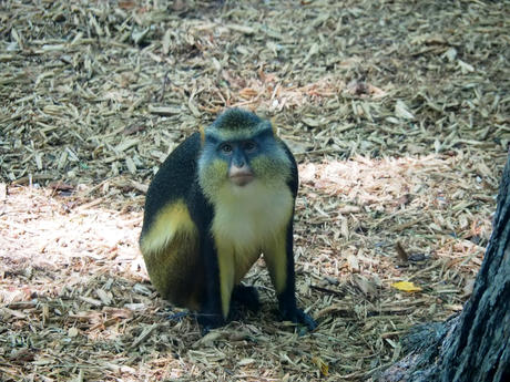 Wolf's Guenon #3