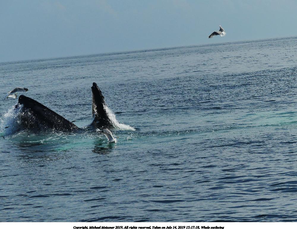 Whale surfacing #5