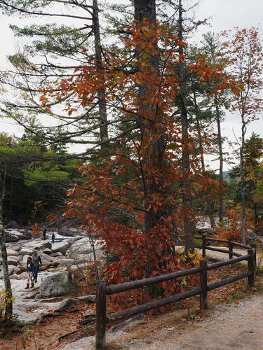 Fall tree on the Kancamagus Scenic Byway