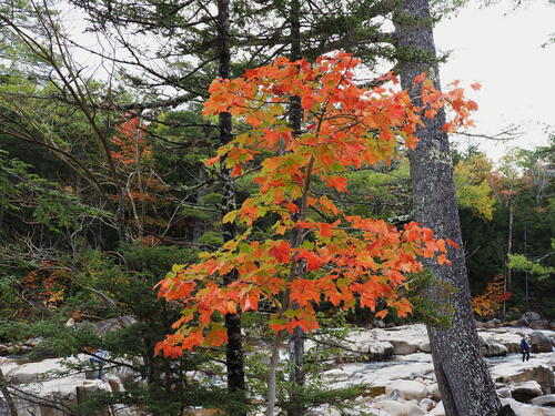 Fall tree in the Kancamagus Scenic Byway