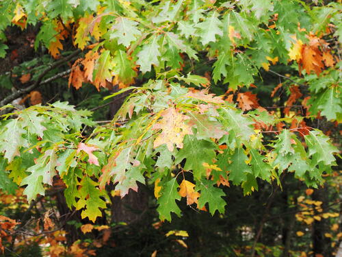 Fall leaves #3