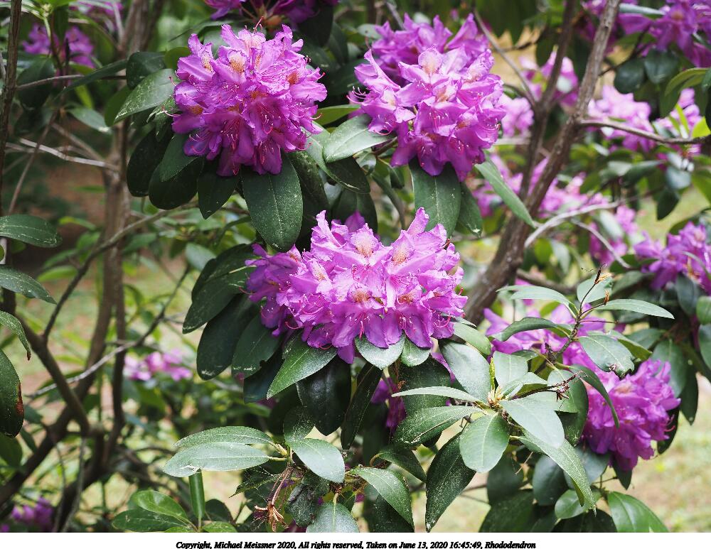 Rhododendron #7