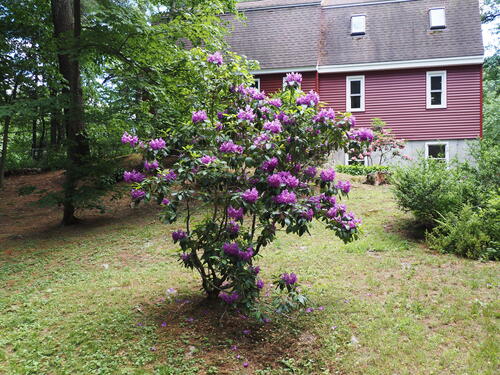 Rhododendron #4
