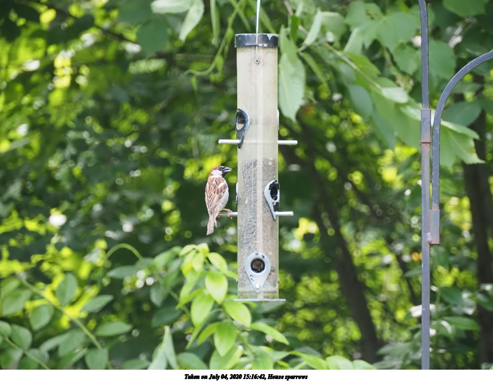 House sparrows #4