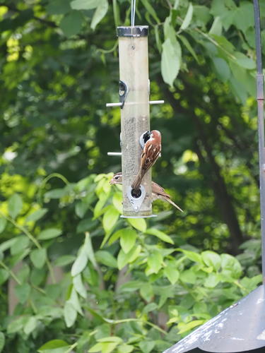 House sparrows #2