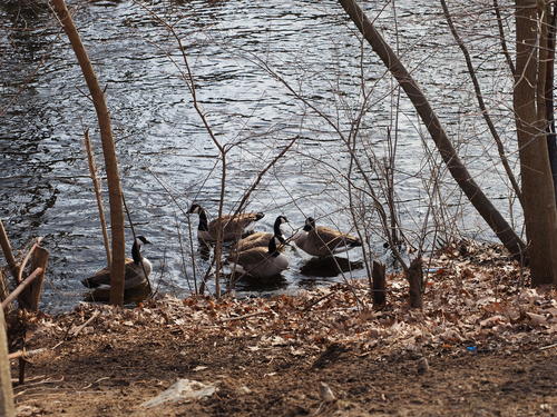 Ducks on the Charles River #2