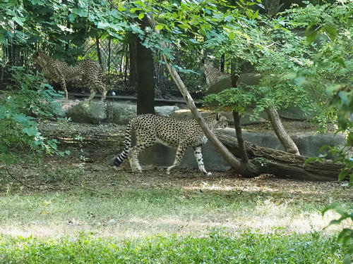 Cheetahs #2
