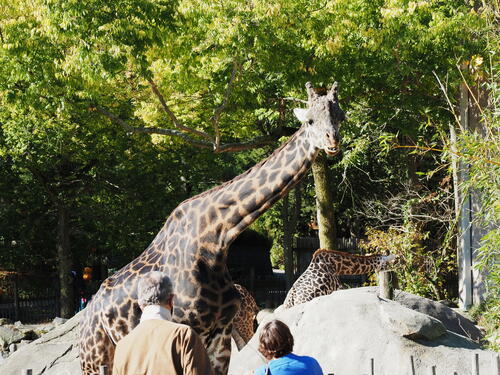 Masai Giraffe #4