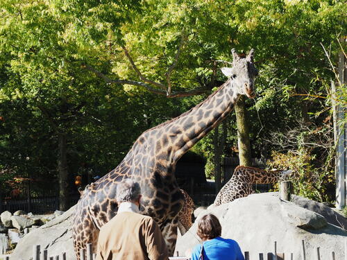 Masai Giraffe #5