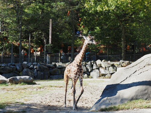 Masai Giraffe #8