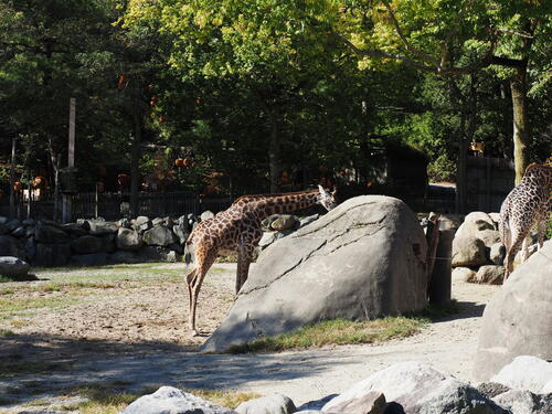 Masai Giraffe #10