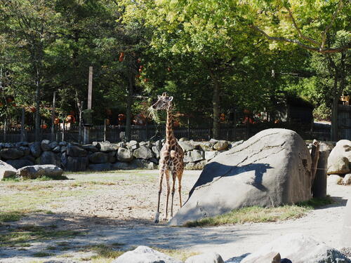 Masai Giraffe #11