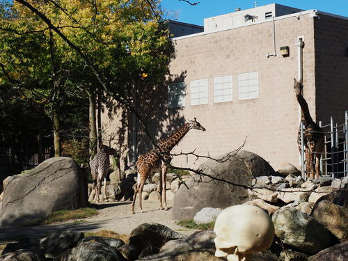 Masai Giraffe #13