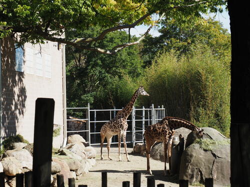 Masai Giraffe #17