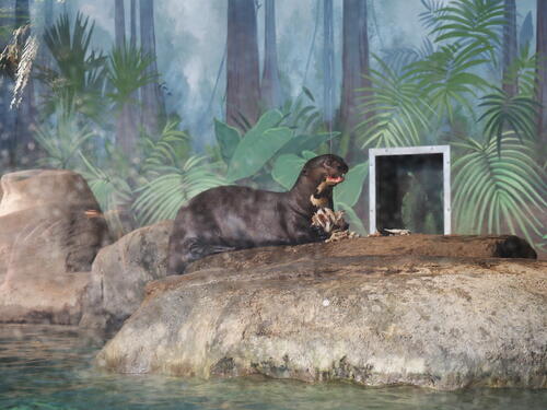 River Otter #4