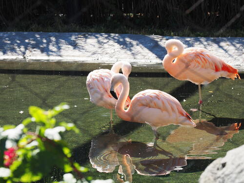 Chilean Flamingos #2