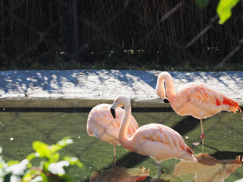 Chilean Flamingos #3