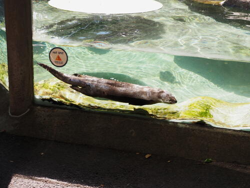River Otter #7