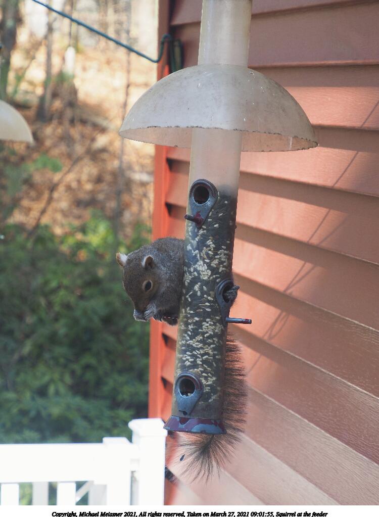 Squirrel at the feeder #3