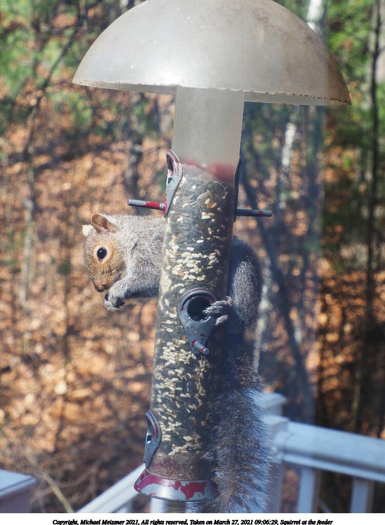 Squirrel at the feeder #5