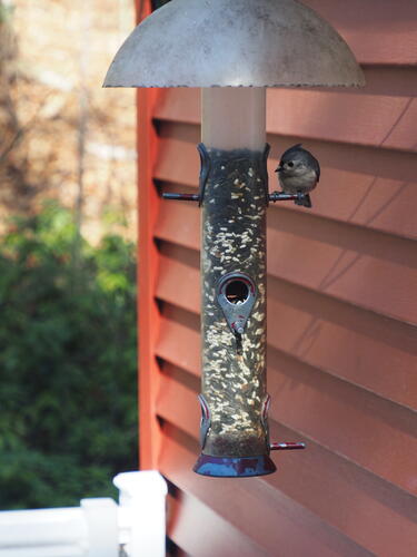 Titmouse at the feeder