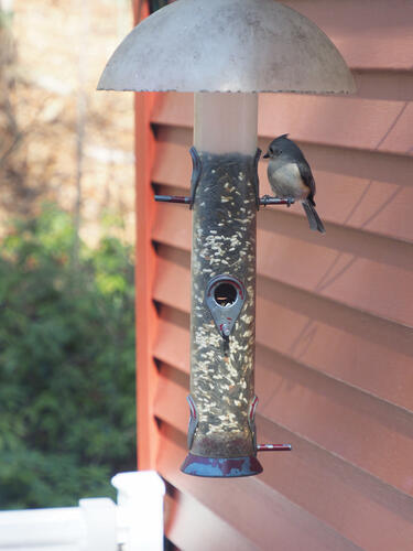Titmouse at the feeder #2