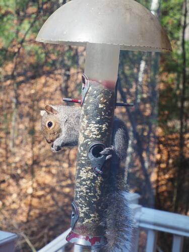 Squirrel at the feeder #5