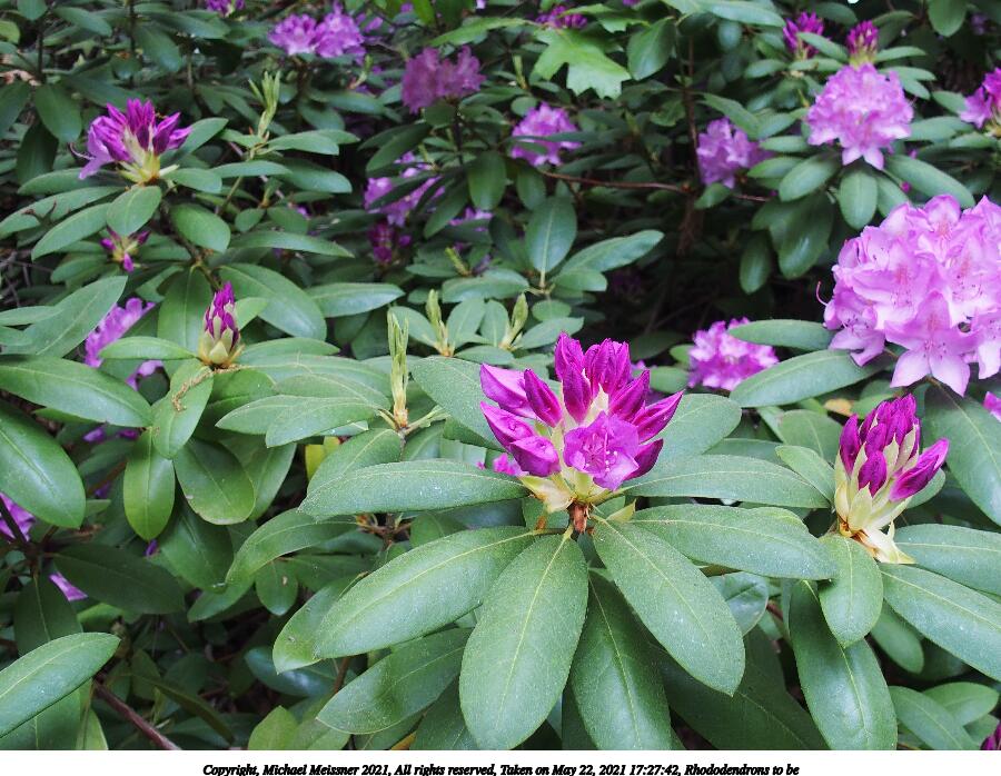 Rhododendrons to be