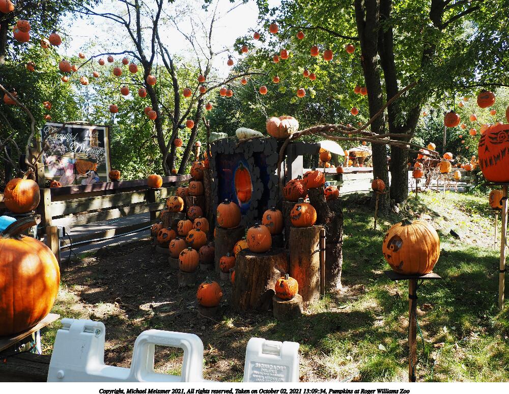 Pumpkins at Roger Williams Zoo #7