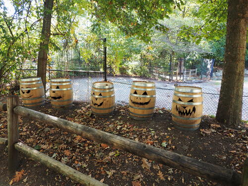 Skeletons at Roger Williams Zoo #15