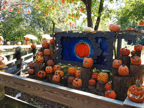 Pumpkins at Roger Williams Zoo #10