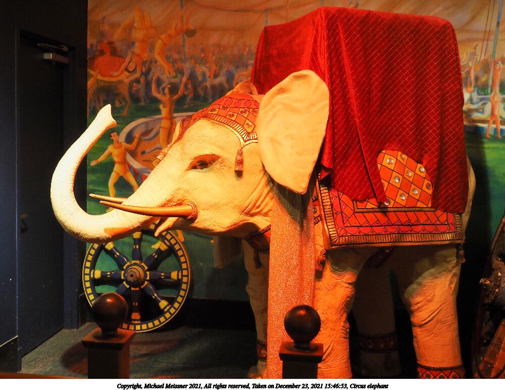 Circus elephant