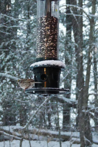 Bird at the feeder #4