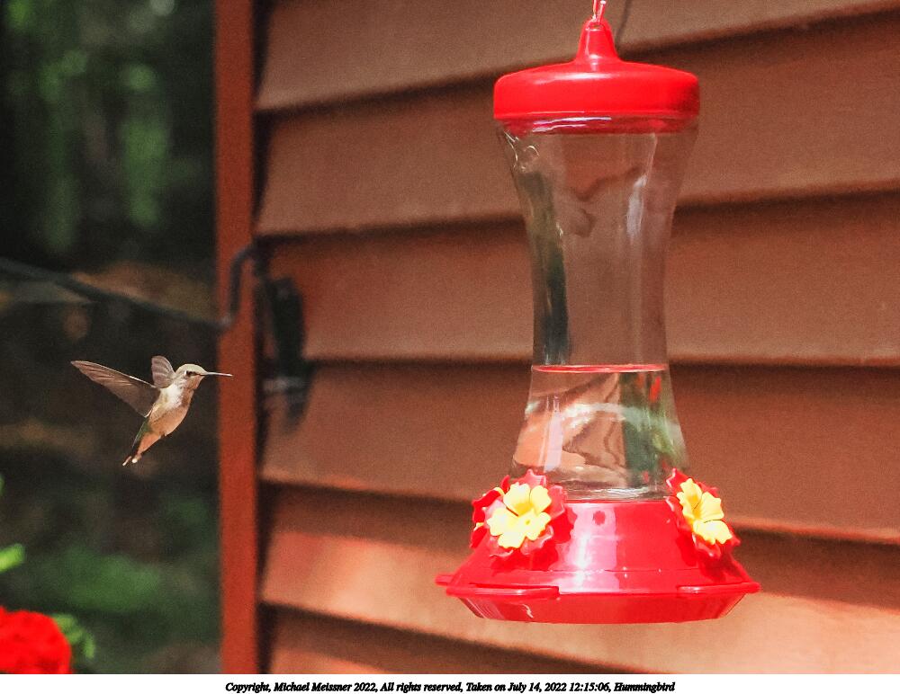 Hummingbird #7