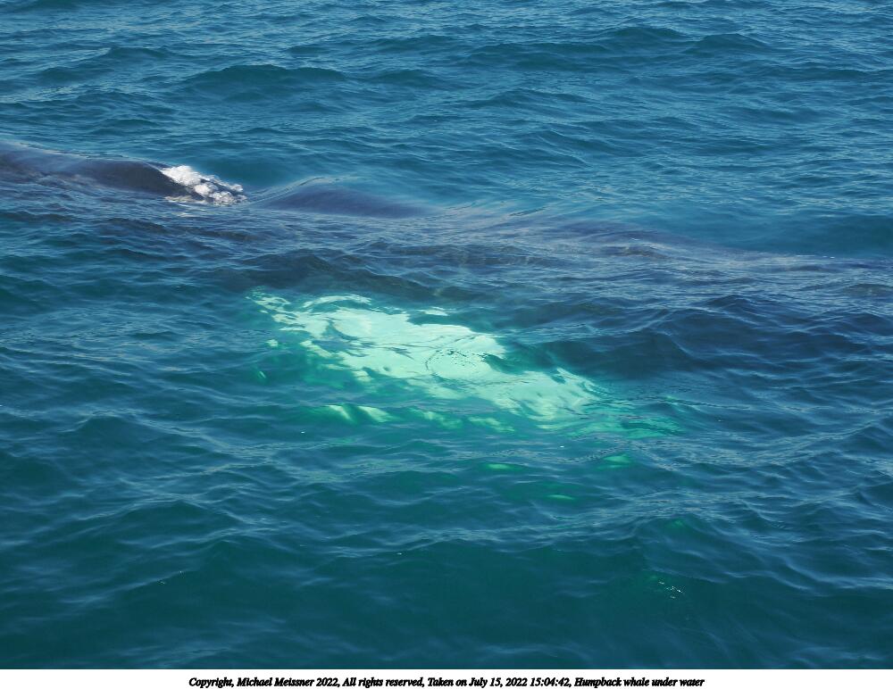 Humpback whale under water #4