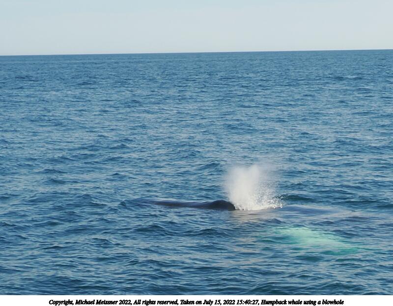 Humpback whale using a blowhole #8