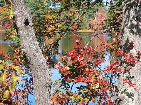 Fall in Ayer, Massachusetts #7