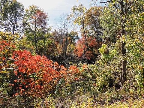 Fall in Ayer, Massachusetts #8